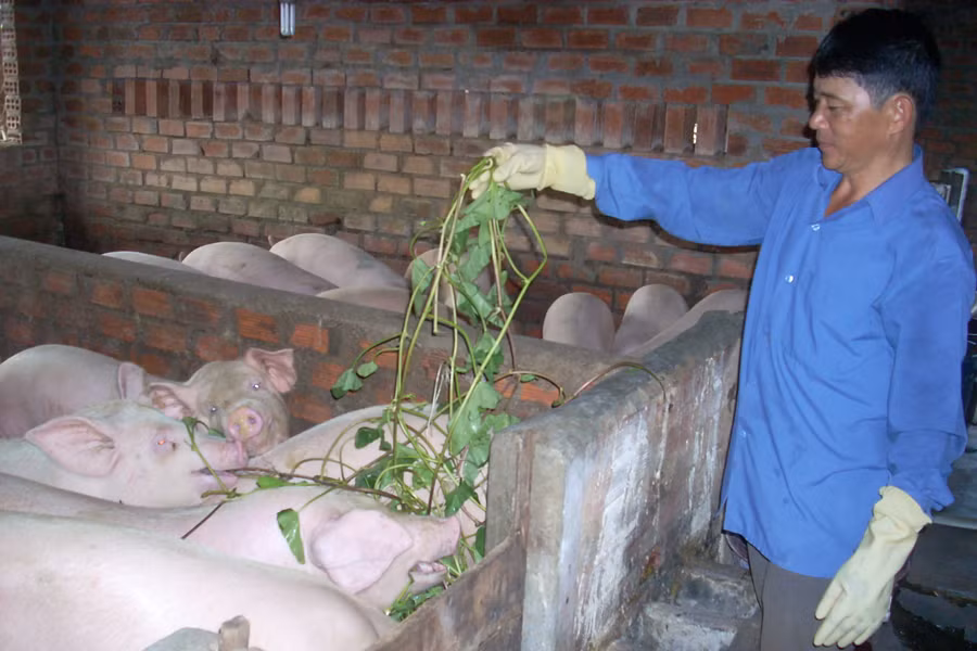 Tăng cường hướng dẫn người chăn nuôi áp dụng biện pháp kỹ thuật phòng-chống dịch bệnh gia súc, gia cầm. Ảnh: T.N