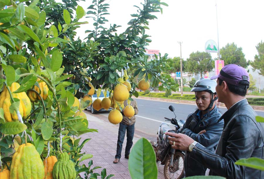 Vì là năm đầu tiên xuất hiện nên loại cây kiểng này còn khá lạ lẫm với người dân Phố núi. Ảnh: Hồng Thi