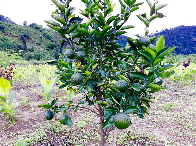 Những trái ngọt đầu tiên của trang trại hữu cơ Bio Pháp