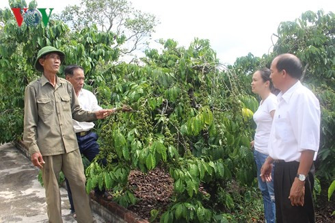 Ông Nguyễn Lưu đoàn chia sẻ về kinh nghiệm chăm sóc cà phê, hồ tiêu. Ông Nguyễn Lưu đoàn chia sẻ về kinh nghiệm chăm sóc cà phê, hồ tiêu.