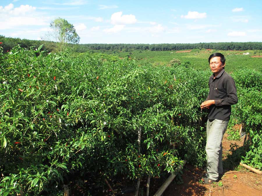 Vườn ớt của ông Trần Trung Dũng (làng Sơr, xã Ia Hlốp, huyện Chư Sê) luôn đạt năng suất cao. Ảnh: Q.T  Vườn ớt của ông Trần Trung Dũng (làng Sơr, xã Ia Hlốp, huyện Chư Sê) luôn đạt năng suất cao. Ảnh: Q.T