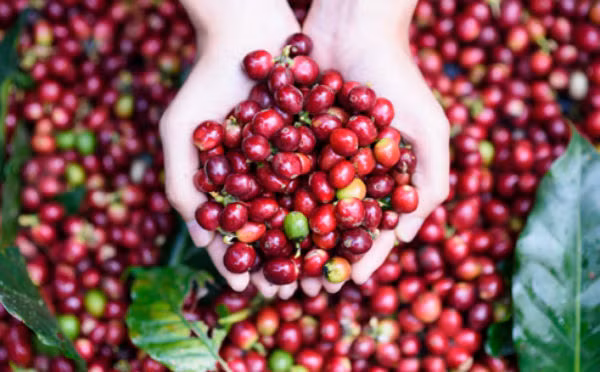  16/8: Giảm thấp kỷ lục tính từ đầu vụ