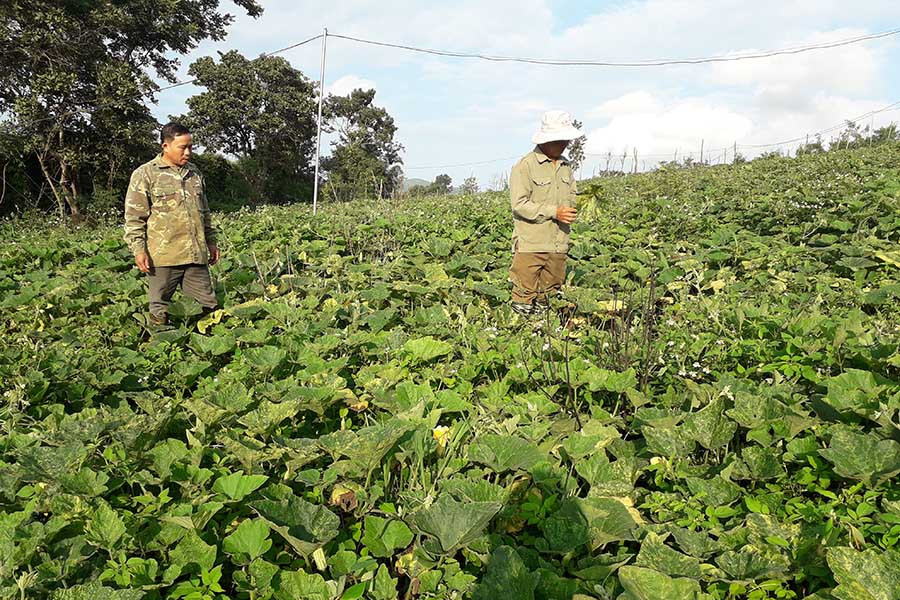 Diện tích bí đỏ bị bệnh không cho quả. Ảnh: Lê Trang