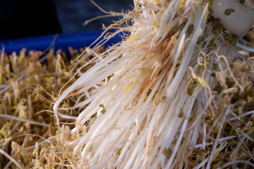 Giá làm bằng máy đều đặn cho ra sản lượng hàng ngày không cần tốn công chăm sóc như truyền thống. Ảnh: Bizmedia