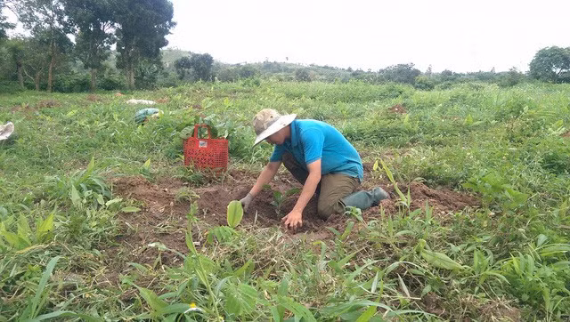 Sau khi mất việc, các giáo viên phải bươn chải đủ nghề. Trong ảnh: Thầy Võ Văn Tuấn (GV Toán trường THCS Ea Uy) làm nương rẫy để mưu sinh.