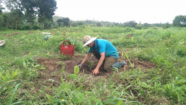 Sau khi mất việc, các giáo viên phải bươn chải đủ nghề. Trong ảnh: Thầy Võ Văn Tuấn (GV Toán trường THCS Ea Uy) làm nương rẫy để mưu sinh.