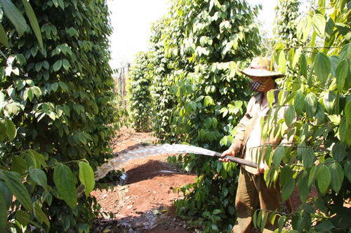 Ngành hồ tiêu đã vượt quy hoạch sản xuất tới 3 lần. Ảnh: T.L