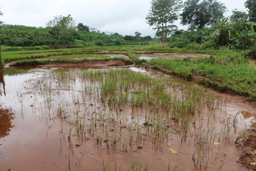 Nhiều diện tích lúa bị ngập úng gây thiệt hại trên 70%. Ảnh: Q.T