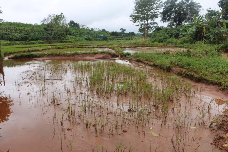 Nhiều diện tích lúa bị ngập úng gây thiệt hại trên 70%. Ảnh: Q.T