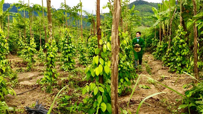 Hồ tiêu hữu cơ là sản phẩm chiến lược của trang trại Bio Pháp