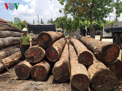 Cơ quan chức năng thu giữ 210m3 gỗ tròn không có giấy tờ hợp pháp của Phượng "râu". (Ảnh: Hoàng Qui) Cơ quan chức năng thu giữ 210m3 gỗ tròn không có giấy tờ hợp pháp của Phượng