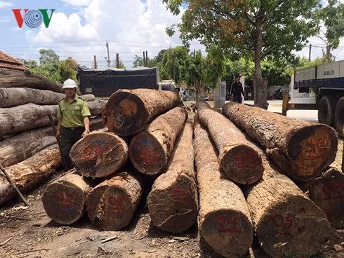 Cơ quan chức năng thu giữ 210m3 gỗ tròn không có giấy tờ hợp pháp của Phượng 