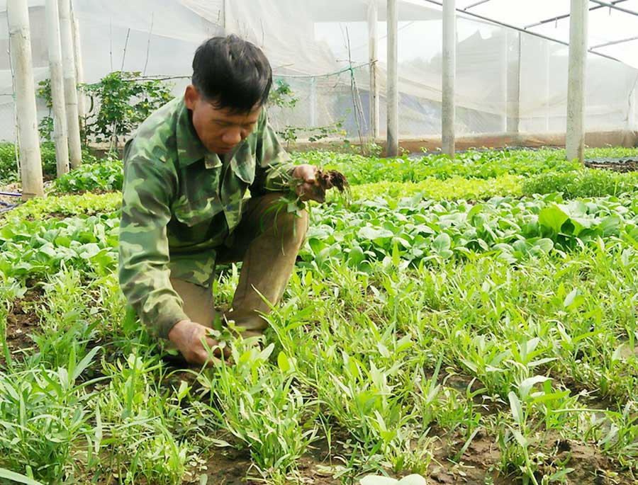  Ông Trần Xuân Đoàn (tổ 13, thị trấn Phú Thiện) chăm sóc vườn rau. Ảnh: Tấn Dũng