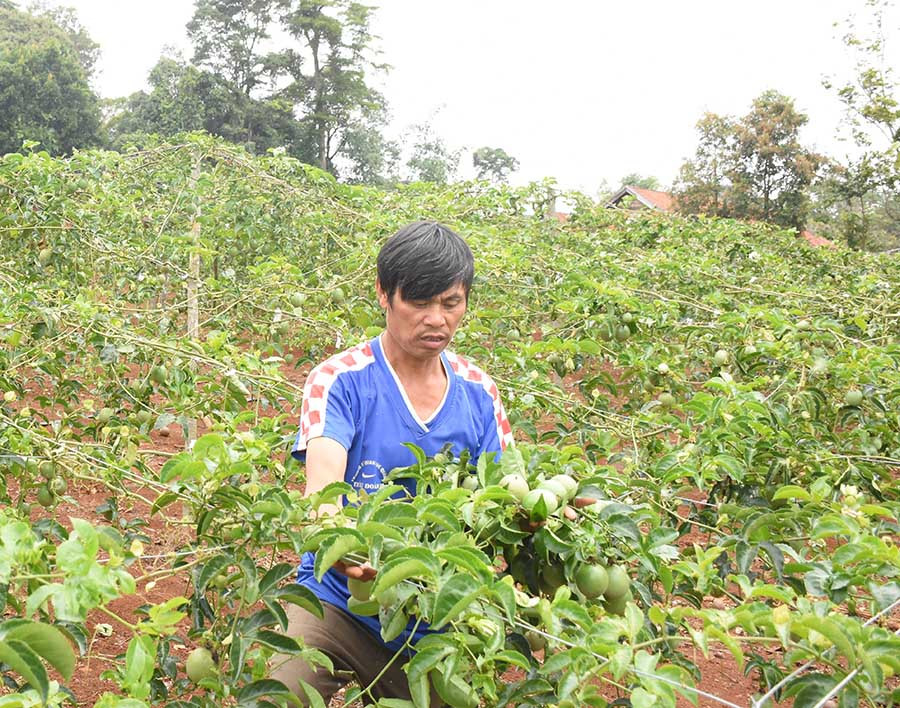 Vườn chanh dây với diện tích 1ha của ông Hùng chuẩn bị váo vụ thu hoạch mới. Ảnh: N.S