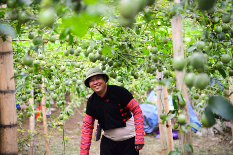 Nụ cười phấn khởi của Tráng A Cao khi những tính toán và những ngày lao động vất vả của gia đình được đền đáp xứng đáng.