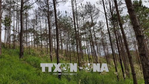 Những cánh rừng thông 20 năm tuổi trong phạm vi quản lý của Ban Quản lý rừng phòng hộ Phi Liêng, huyện Đam Rông.