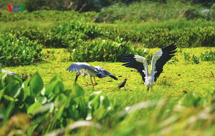 Cò, điêng điểng, giang sen, sếu đầu đỏ,… giữa khung cảnh mênh mông của cánh đồng lúa trời, cỏ năng, sen hồng, sen trắng. Một số vườn quốc gia còn có dịch vụ cho du khách trải nghiệm câu cá, giăng lưới rất thú vị.  Cò, điêng điểng, giang sen, sếu đầu đỏ,… giữa khung cảnh mênh mông của cánh đồng lúa trời, cỏ năng, sen hồng, sen trắng. Một số vườn quốc gia còn có dịch vụ cho du khách trải nghiệm câu cá, giăng lưới rất thú vị.