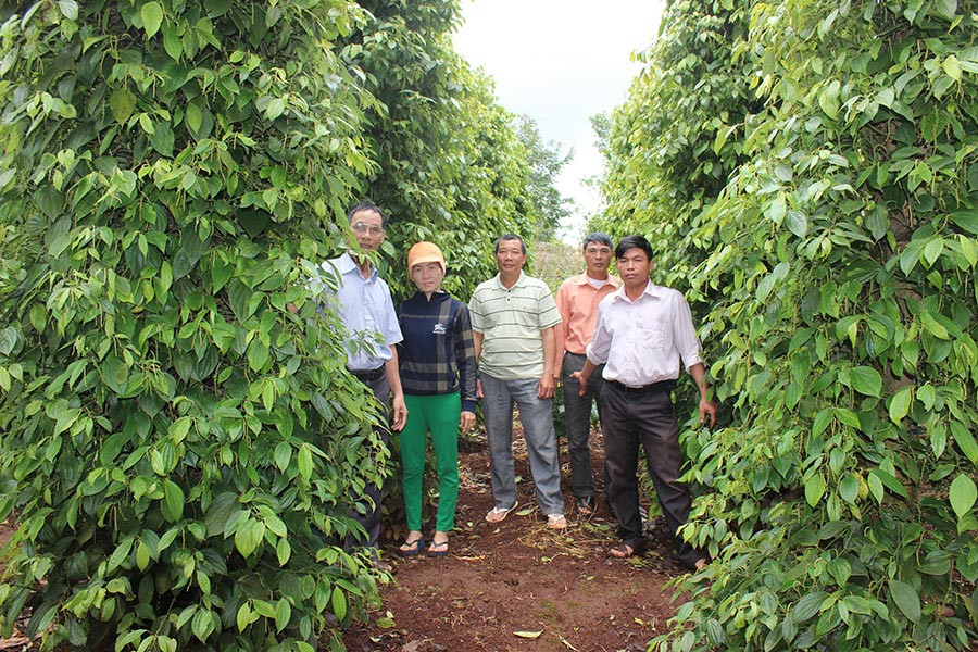  Vườn tiêu của một thành viên HTX Nông nghiệp-Dịch vụ Ia Ring. Ảnh: N.D