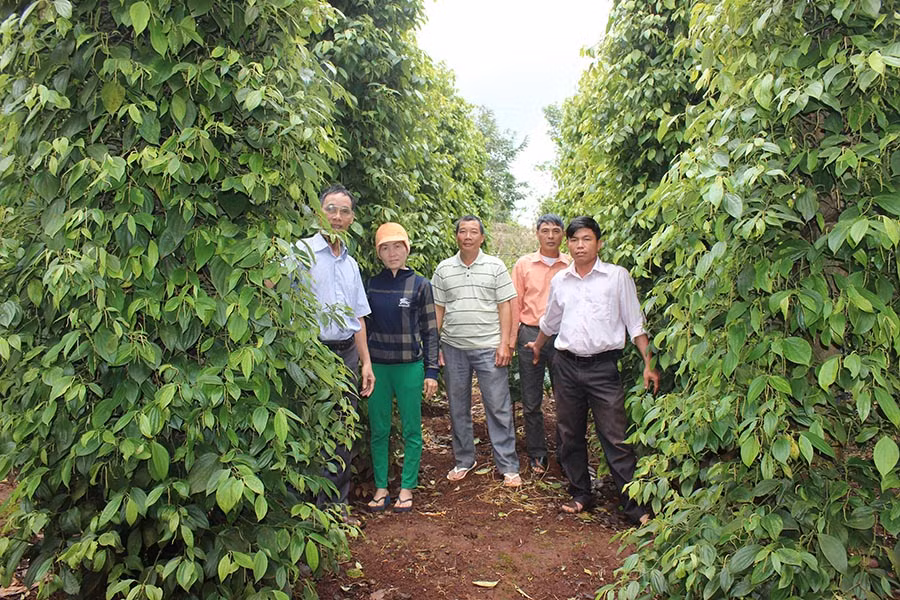  Vườn tiêu của một thành viên HTX Nông nghiệp-Dịch vụ Ia Ring. Ảnh: N.D