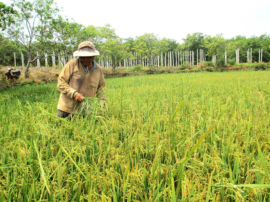Người dân yên tâm sản xuất khi chất lượng vật tư nông nghiệp đảm bảo. Ảnh: Trần Dung