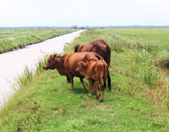 Trâu, bò người dân xã An Ninh muốn ra đồng phải đóng phí. Ảnh: Hoàng Phúc