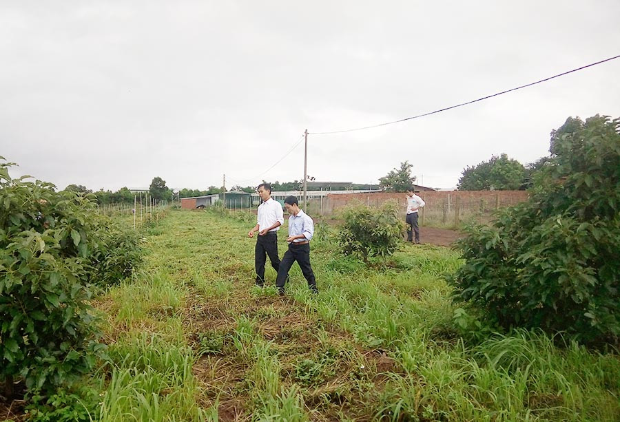  Mô hình trồng cây bơ xen cà phê trên địa bàn huyện Ia Grai. Ảnh: L.N