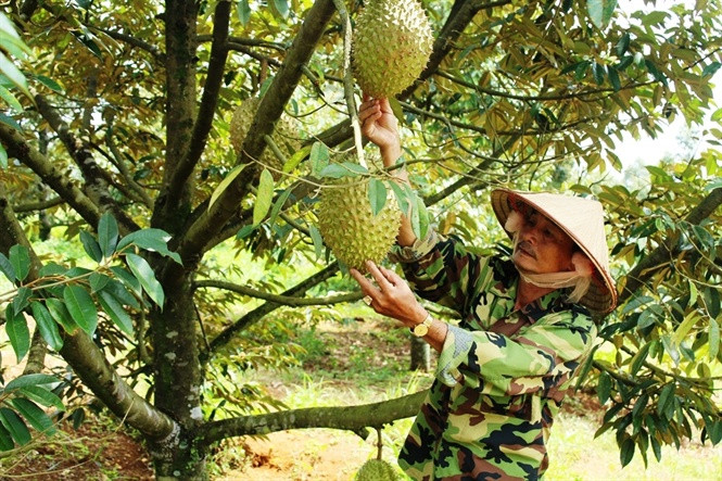 Cơn sốt sầu riêng đang lan rộng, khó kiểm soát