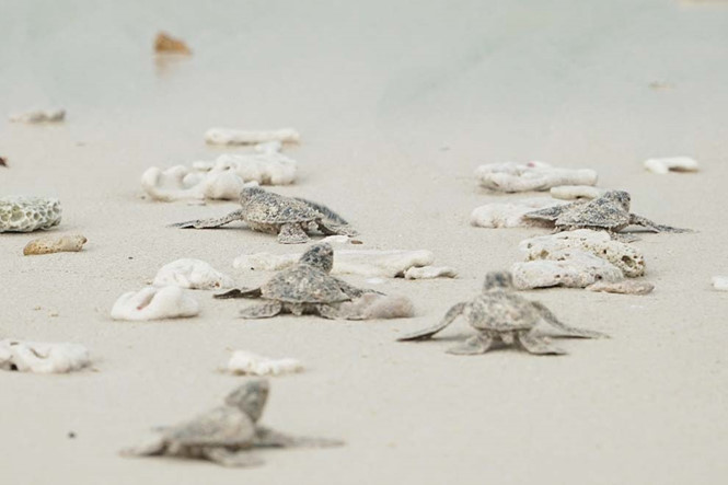 Rùa con được thả về biển