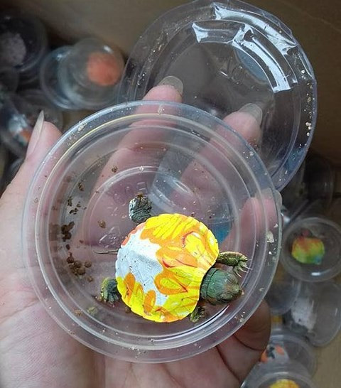 Song nhiều người cảnh báo đây chính là rùa tai đỏ Song nhiều người cảnh báo đây chính là rùa tai đỏ