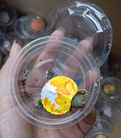  Song nhiều người cảnh báo đây chính là rùa tai đỏ