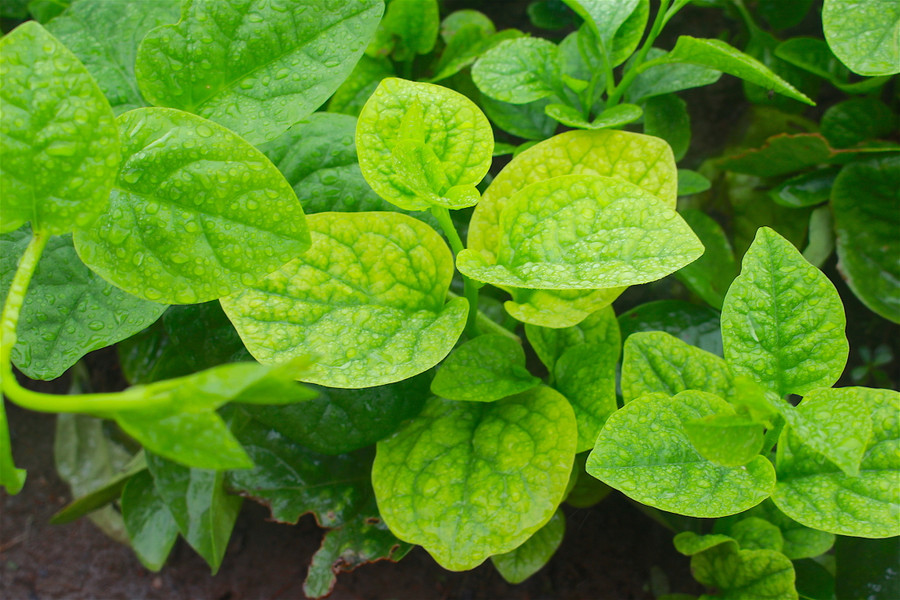 Cận cảnh cây mồng tơi bị nổ vàng lá do mưa. Ảnh: Hồng Thi