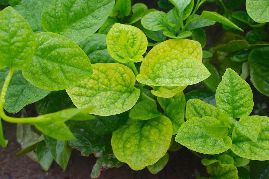 Cận cảnh cây mồng tơi bị nổ vàng lá do mưa. Ảnh: Hồng Thi