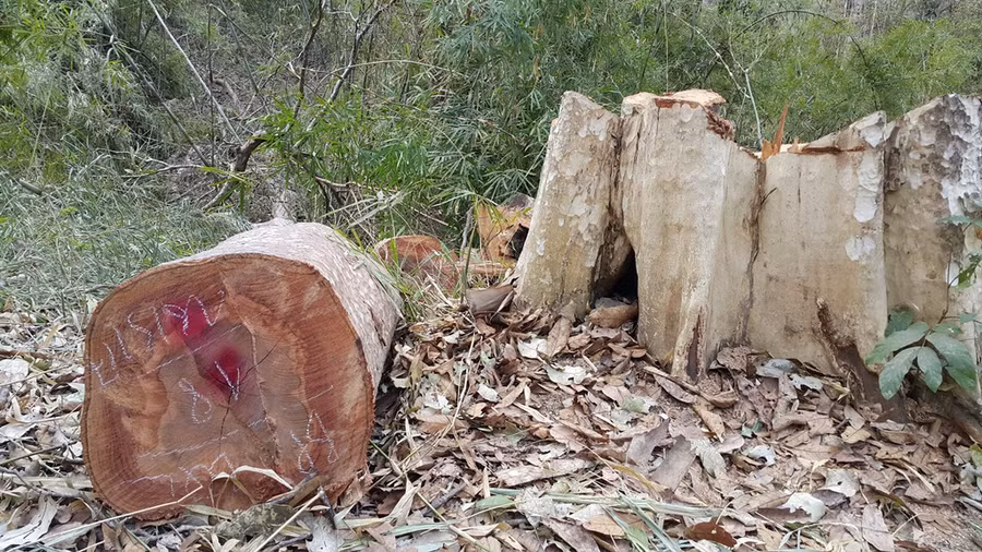 Đề án giao đất, giao rừng nhằm nâng cao hiệu quả công tác quản lý và bảo vệ rừng. Ảnh: Q.T