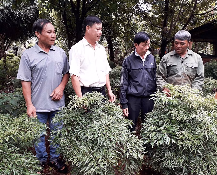  Ông Lê Cường (bìa phải) giới thiệu mô hình trồng cây đinh lăng. Ảnh: L.T