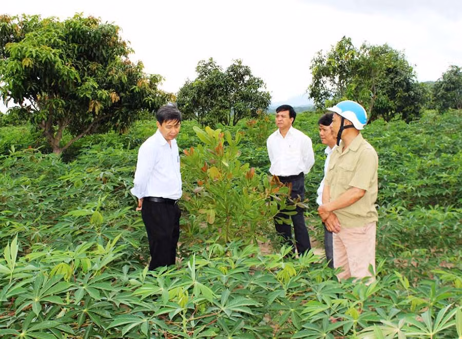  Nhiều nông dân ở huyện Phú Thiện trồng mì cao sản xen trong rẫy điều cho hiệu quả cao. Ảnh: D.P