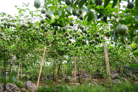 rên những mỏm đá tai mèo lởm chởm, Tráng A Cao đã trồng chanh leo nhìn đâu cũng thấy quả, làm nên vườn ngọc xanh trị giá tiền tỷ.