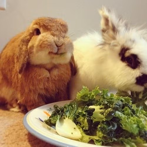 Chú thỏ này chắc hẳn đang rất hạnh phúc với đĩa rau xanh trước mặt nên mới mỉm cười duyên dáng như vậy.
