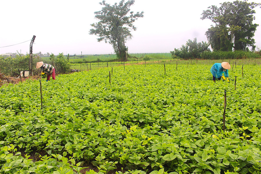 Giá rau rẻ khiến người trồng rau phải chịu cảnh “thiệt kép”. Ảnh: Hồng Thi