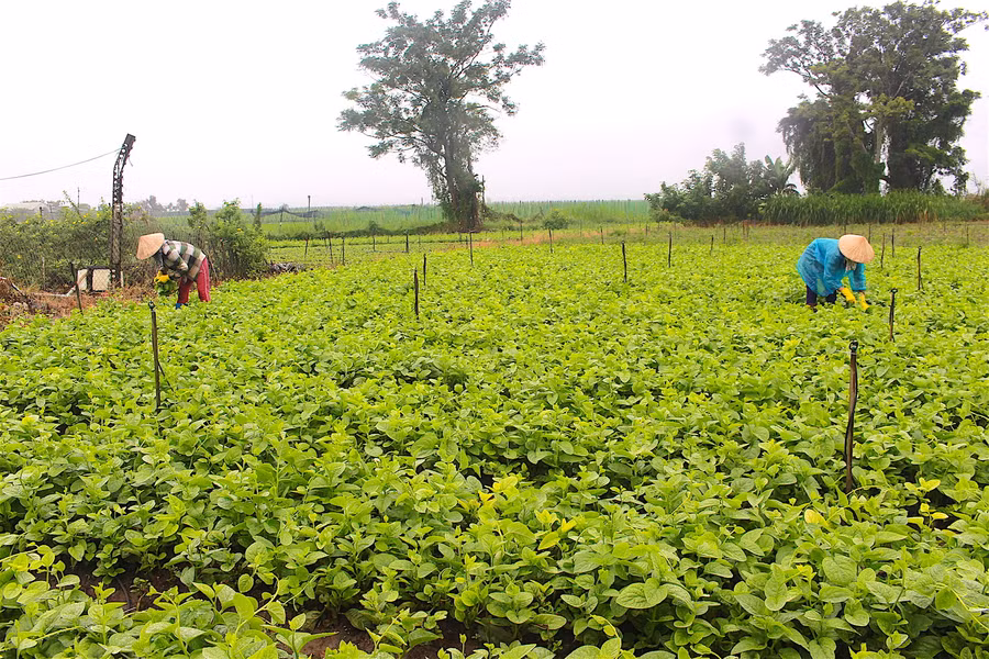 Giá rau rẻ khiến người trồng rau phải chịu cảnh “thiệt kép”. Ảnh: Hồng Thi