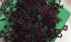  Sinh vật kỳ lạ có những xúc tu không ngừng chuyển động trong không khí