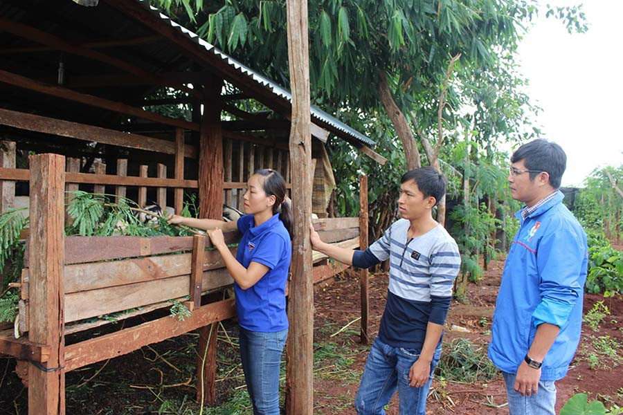 Hợp tác xã Chăn nuôi dê xã Ia Blứ sẽ giúp thanh niên yên tâm hơn trên con đường lập thân lập nghiệp. Ảnh: Phan Lài