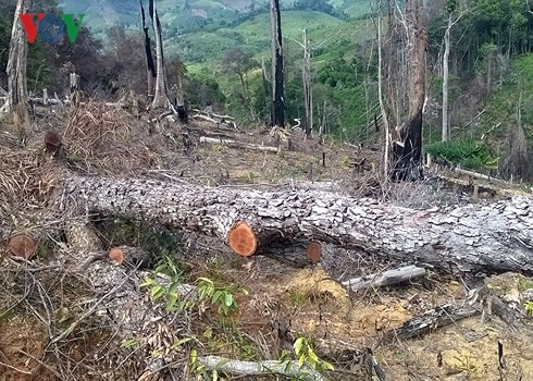 Tỉnh ký quyết định cho thuê rừng nhưng không ràng buộc trách nhiệm.