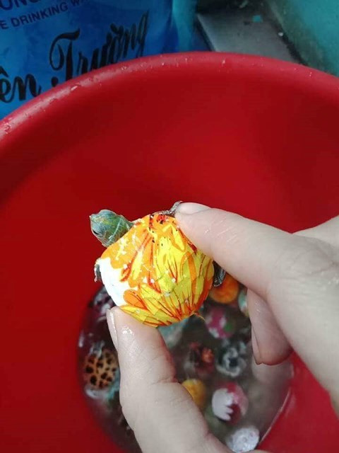 Theo người bán rùa mini rất dễ nuôi, dễ cho ăn, sống lâu Theo người bán rùa mini rất dễ nuôi, dễ cho ăn, sống lâu