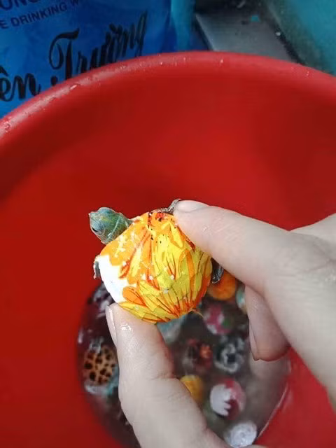 Theo người bán rùa mini rất dễ nuôi, dễ cho ăn, sống lâu