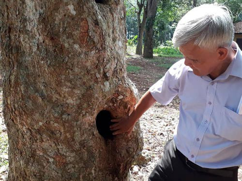 Vườn cao su cổ (ảnh trên) và một trong những gốc cao su của thế hệ được trồng đầu tiên