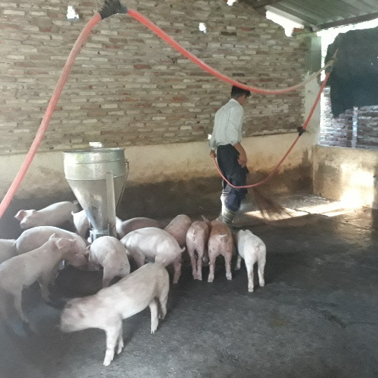 Hệ thống chuồng nuôi lợn được xây dựng theo hướng khép kín, đảm bảo vệ sinh môi trường, hạn chế nhân công, nâng cao hiệu quả sản xuất