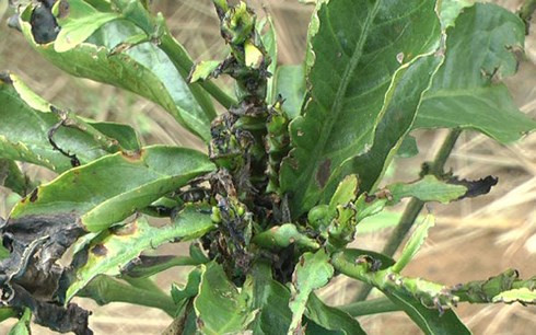 Một cây cà phê bị bọ cánh cứng ăn cụt ngọn 