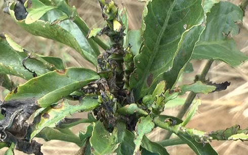 Một cây cà phê bị bọ cánh cứng ăn cụt ngọn 