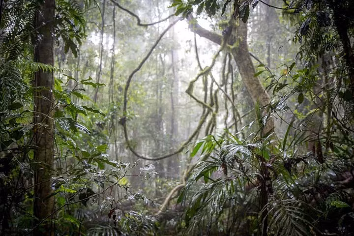  Rừng nhiệt đới Gondwana, Australia. Vùng đất rộng lớn này nằm ở phía nam. Ngay cả những con khủng long lâu đời nhất cũng không thể xuất hiện trước khu rừng nhiệt đới này.
