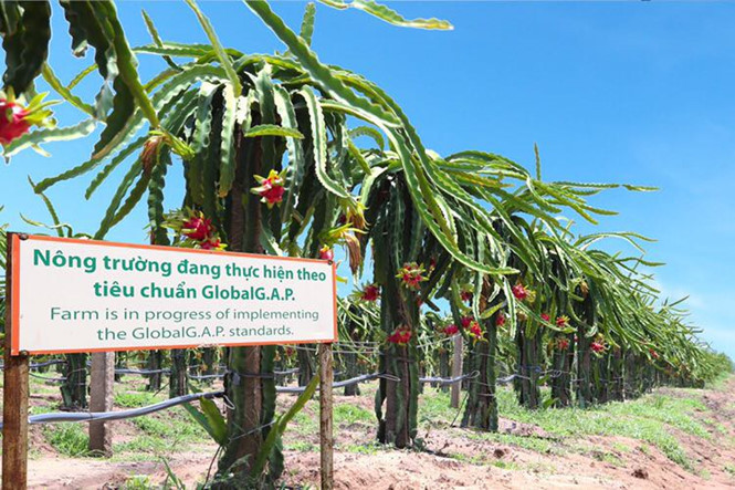 Trường Hải bỏ vốn khủng cho HNG đầu tư cây ăn trái.